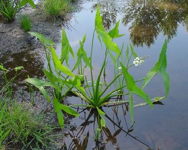 Šípatka širokolistá
