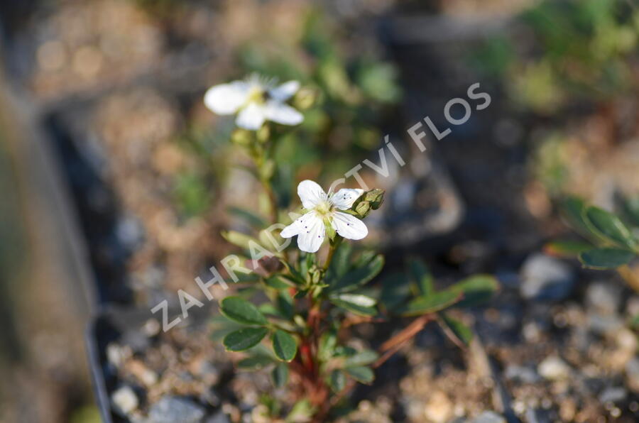 Mochna 'Nuuk' - Potentilla tridentata 'Nuuk'