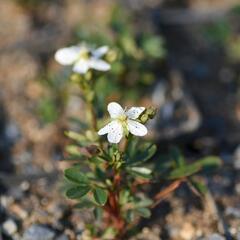 Mochna 'Nuuk' - Potentilla tridentata 'Nuuk'