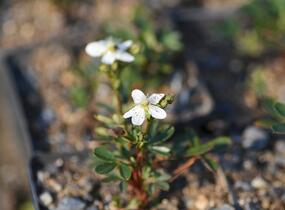 Mochna 'Nuuk' - Potentilla tridentata 'Nuuk'