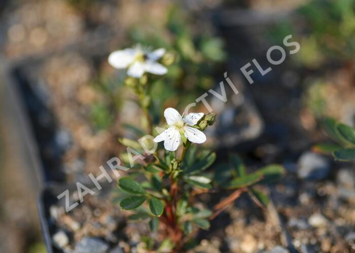 Mochna 'Nuuk' - Potentilla tridentata 'Nuuk'