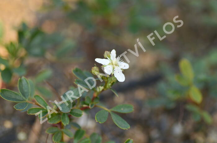 Mochna 'Nuuk' - Potentilla tridentata 'Nuuk'