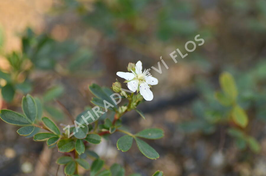 Mochna 'Nuuk' - Potentilla tridentata 'Nuuk'