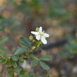 Mochna 'Nuuk' - Potentilla tridentata 'Nuuk'