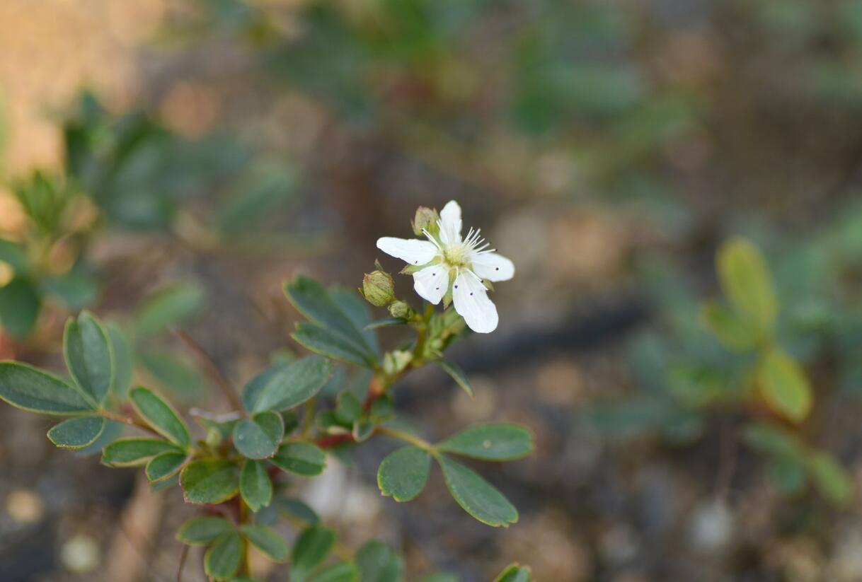 Mochna 'Nuuk' - Potentilla tridentata 'Nuuk'