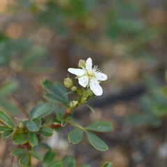 Mochna 'Nuuk' - Potentilla tridentata 'Nuuk'