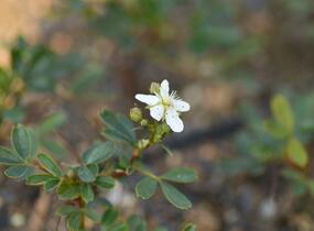 Mochna 'Nuuk' - Potentilla tridentata 'Nuuk'