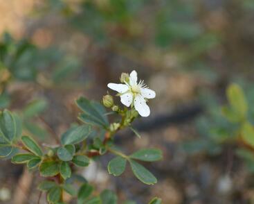 Mochna 'Nuuk'