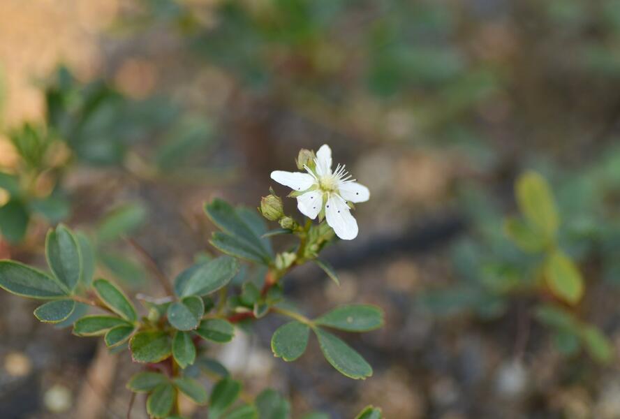 Mochna 'Nuuk' - Potentilla tridentata 'Nuuk'