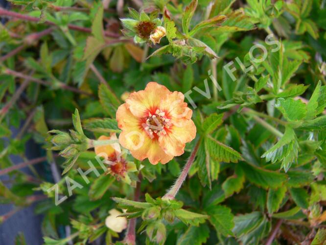 Mochna - Potentilla x tonguei