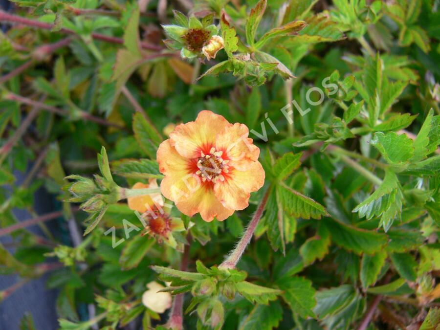 Mochna - Potentilla x tonguei