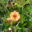 Mochna - Potentilla x tonguei