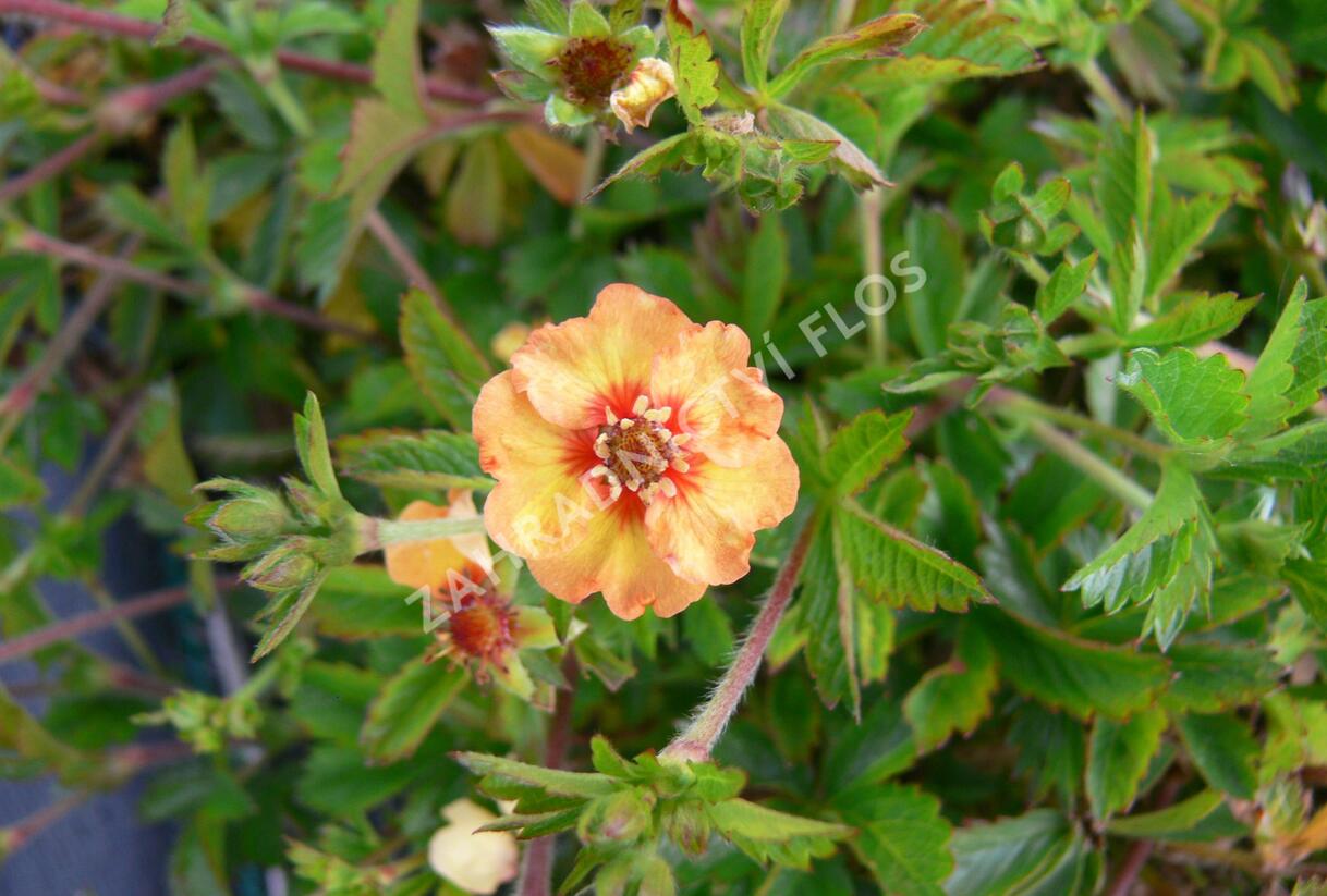 Mochna - Potentilla x tonguei