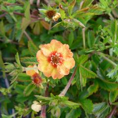 Mochna - Potentilla x tonguei