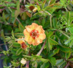 Mochna - Potentilla x tonguei