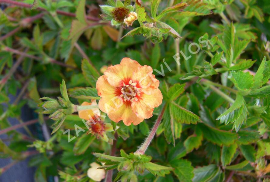Mochna - Potentilla x tonguei
