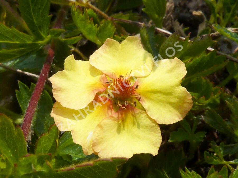 Mochna - Potentilla x tonguei