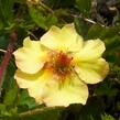 Mochna - Potentilla x tonguei