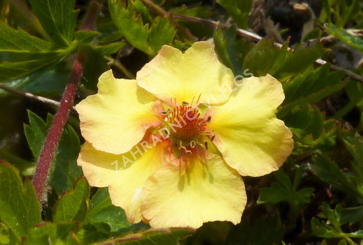 Mochna - Potentilla x tonguei