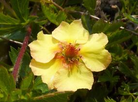 Mochna - Potentilla x tonguei