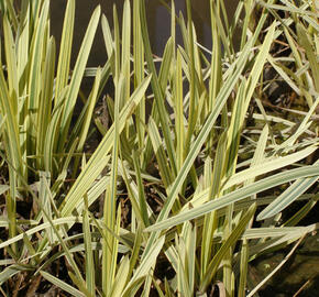 Zblochan vodní 'Variegata' - Glyceria maxima 'Variegata'