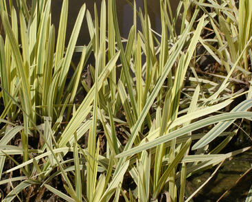 Zblochan vodní 'Variegata'
