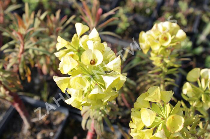 Pryšec hnědokvětý 'Purple and Gold' - Euphorbia characias 'Purple and Gold'