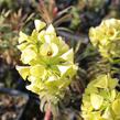 Pryšec hnědokvětý 'Purple and Gold' - Euphorbia characias 'Purple and Gold'