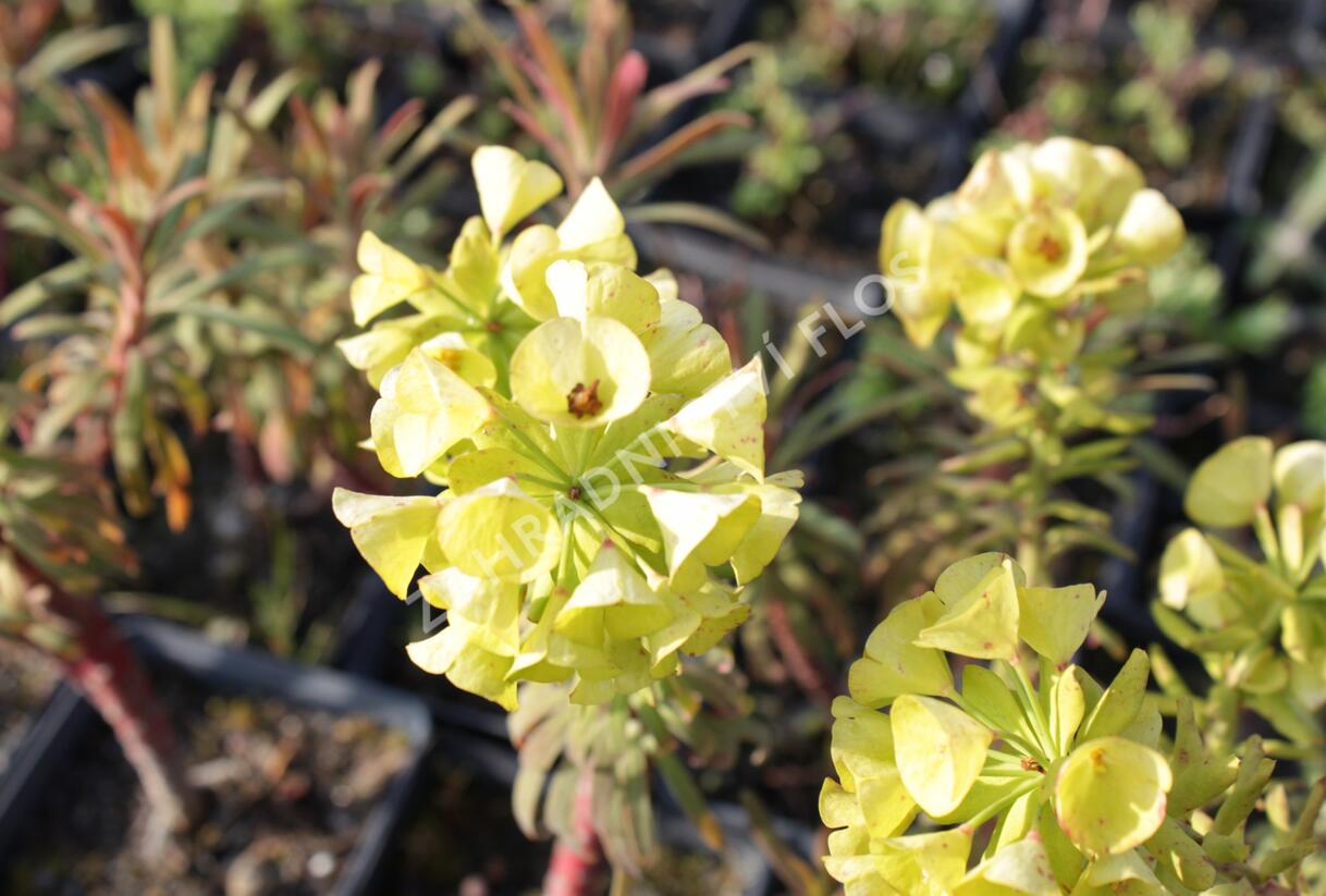 Pryšec hnědokvětý 'Purple and Gold' - Euphorbia characias 'Purple and Gold'
