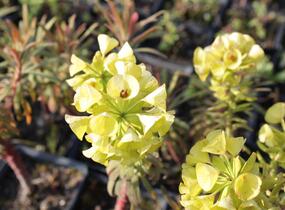 Pryšec hnědokvětý 'Purple and Gold' - Euphorbia characias 'Purple and Gold'