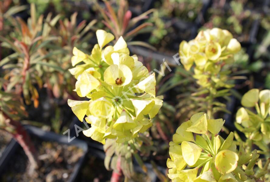 Pryšec hnědokvětý 'Purple and Gold' - Euphorbia characias 'Purple and Gold'