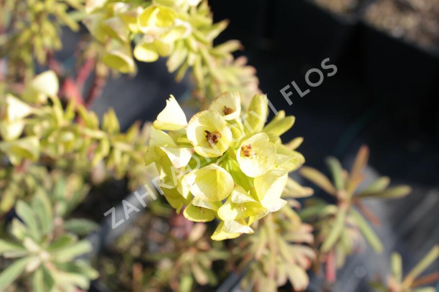 Pryšec hnědokvětý 'Purple and Gold' - Euphorbia characias 'Purple and Gold'
