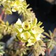 Pryšec hnědokvětý 'Purple and Gold' - Euphorbia characias 'Purple and Gold'