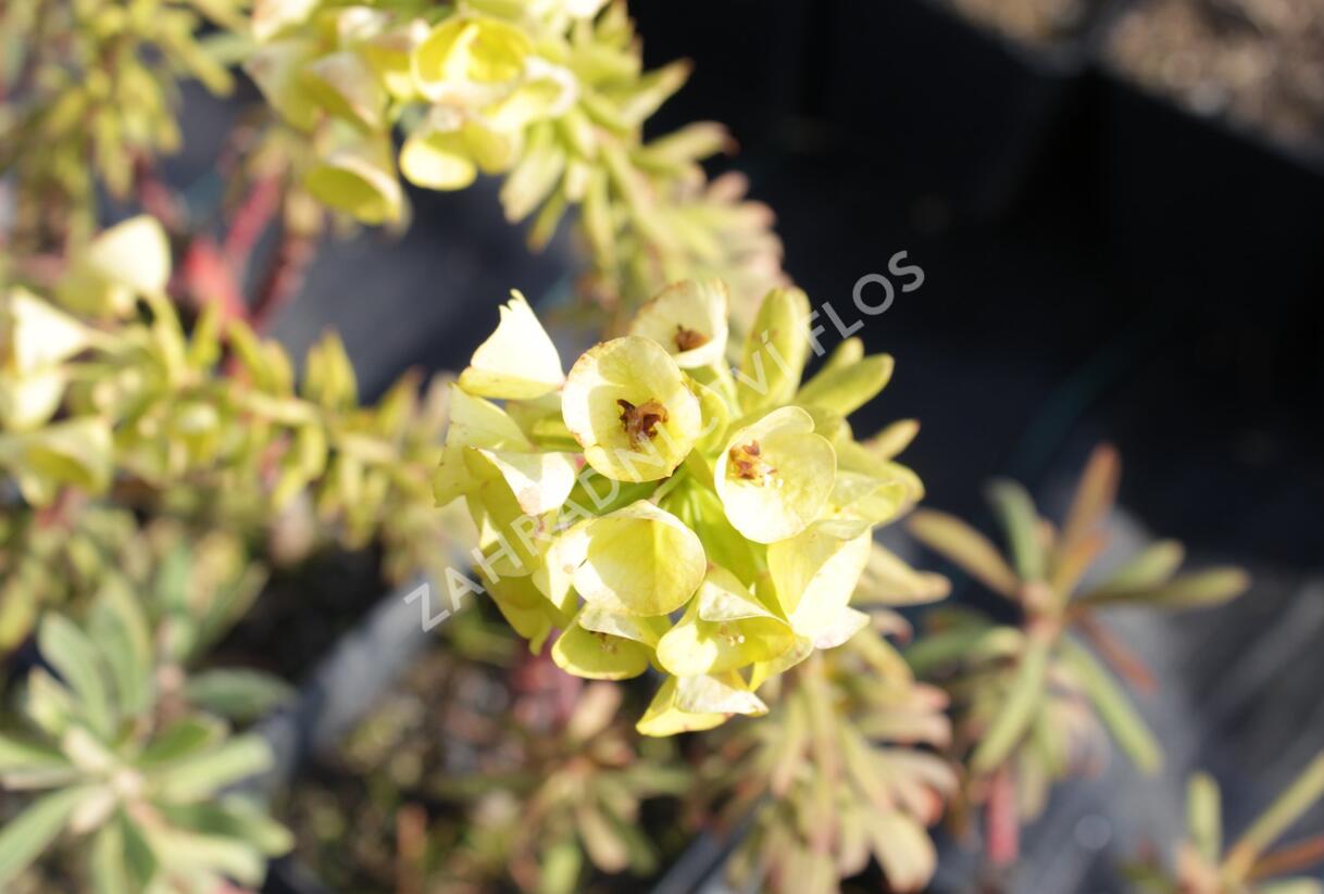 Pryšec hnědokvětý 'Purple and Gold' - Euphorbia characias 'Purple and Gold'