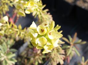 Pryšec hnědokvětý 'Purple and Gold' - Euphorbia characias 'Purple and Gold'