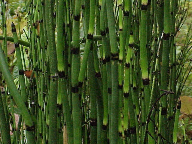 Přeslička zimní - Equisetum hyemale