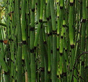 Přeslička zimní - Equisetum hyemale