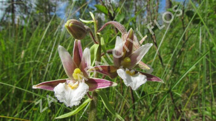 Kruštík bahenní - Epipactis palustris