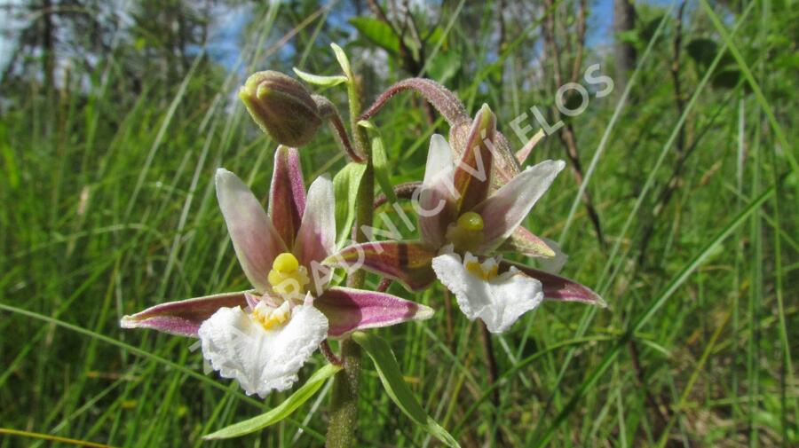 Kruštík bahenní - Epipactis palustris