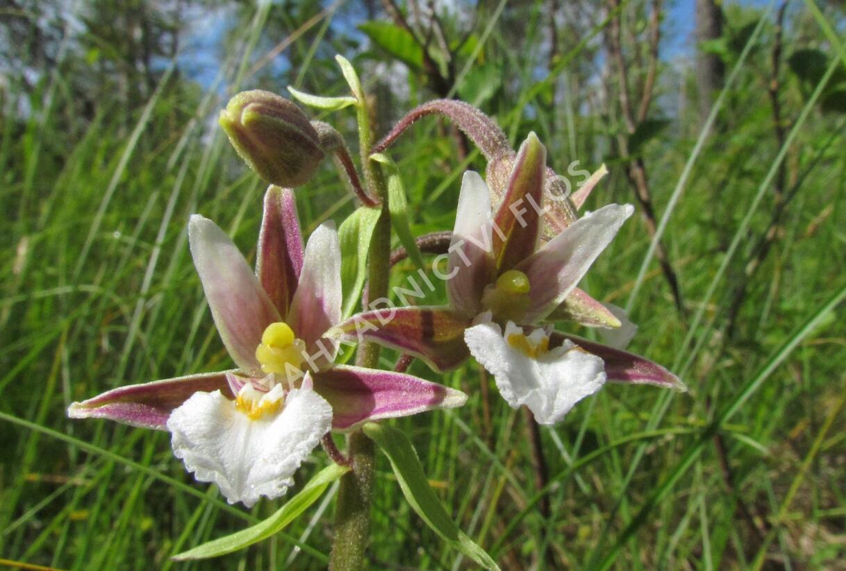 Kruštík bahenní - Epipactis palustris