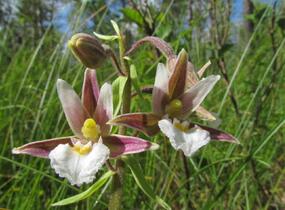 Kruštík bahenní - Epipactis palustris