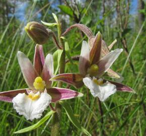 Kruštík bahenní - Epipactis palustris