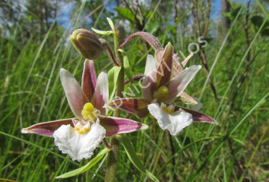 Kruštík bahenní - Epipactis palustris