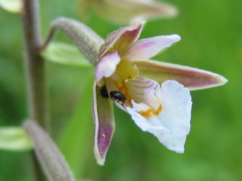 Kruštík bahenní - Epipactis palustris