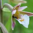 Kruštík bahenní - Epipactis palustris