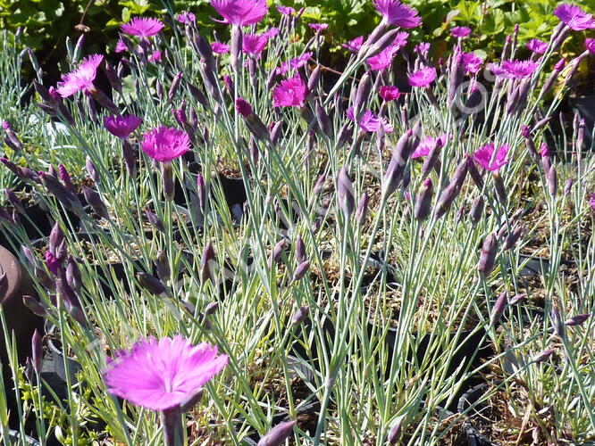 Hvozdík sivý 'Feuerhexe' - Dianthus gratianopolitanus 'Feuerhexe'