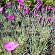 Hvozdík sivý 'Feuerhexe' - Dianthus gratianopolitanus 'Feuerhexe'