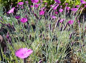 Hvozdík sivý 'Feuerhexe' - Dianthus gratianopolitanus 'Feuerhexe'