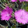 Hvozdík sivý 'Feuerhexe' - Dianthus gratianopolitanus 'Feuerhexe'