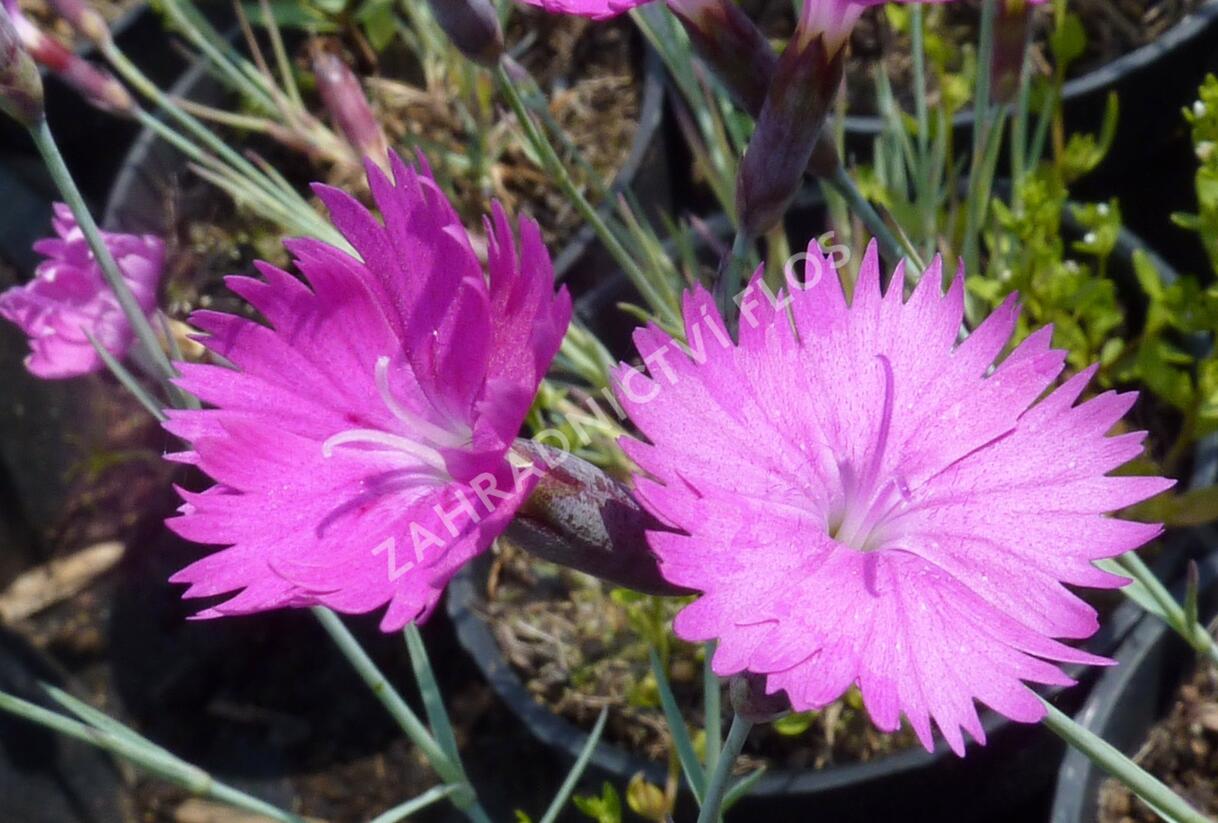 Hvozdík sivý 'Feuerhexe' - Dianthus gratianopolitanus 'Feuerhexe'
